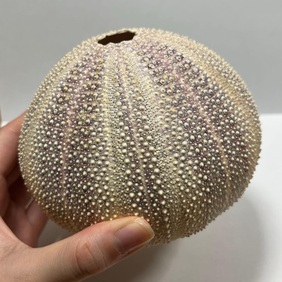 ウニの殻 2個セット インテリア　オーストラリア　ウーチン　標本　鉱物