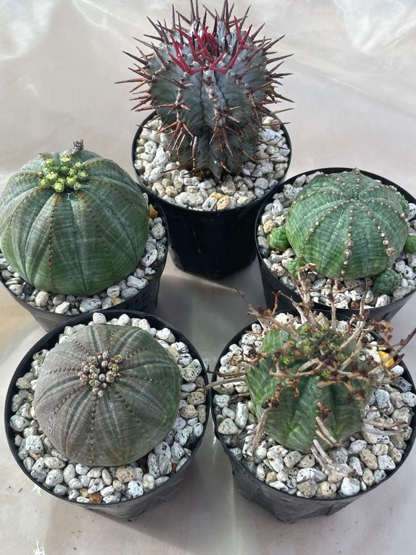 ズ*イ様 ユーフォルビア5点セット 育てやすい大きさ、種類