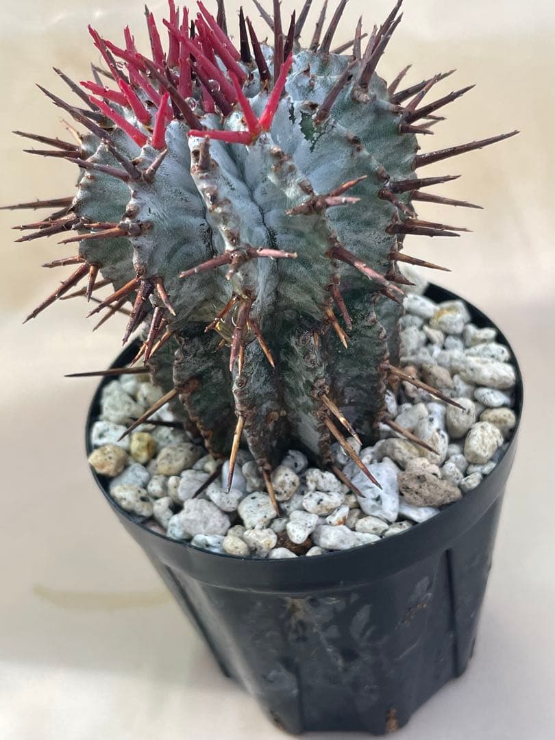 ズ*イ様 ユーフォルビア5点セット 育てやすい大きさ、種類