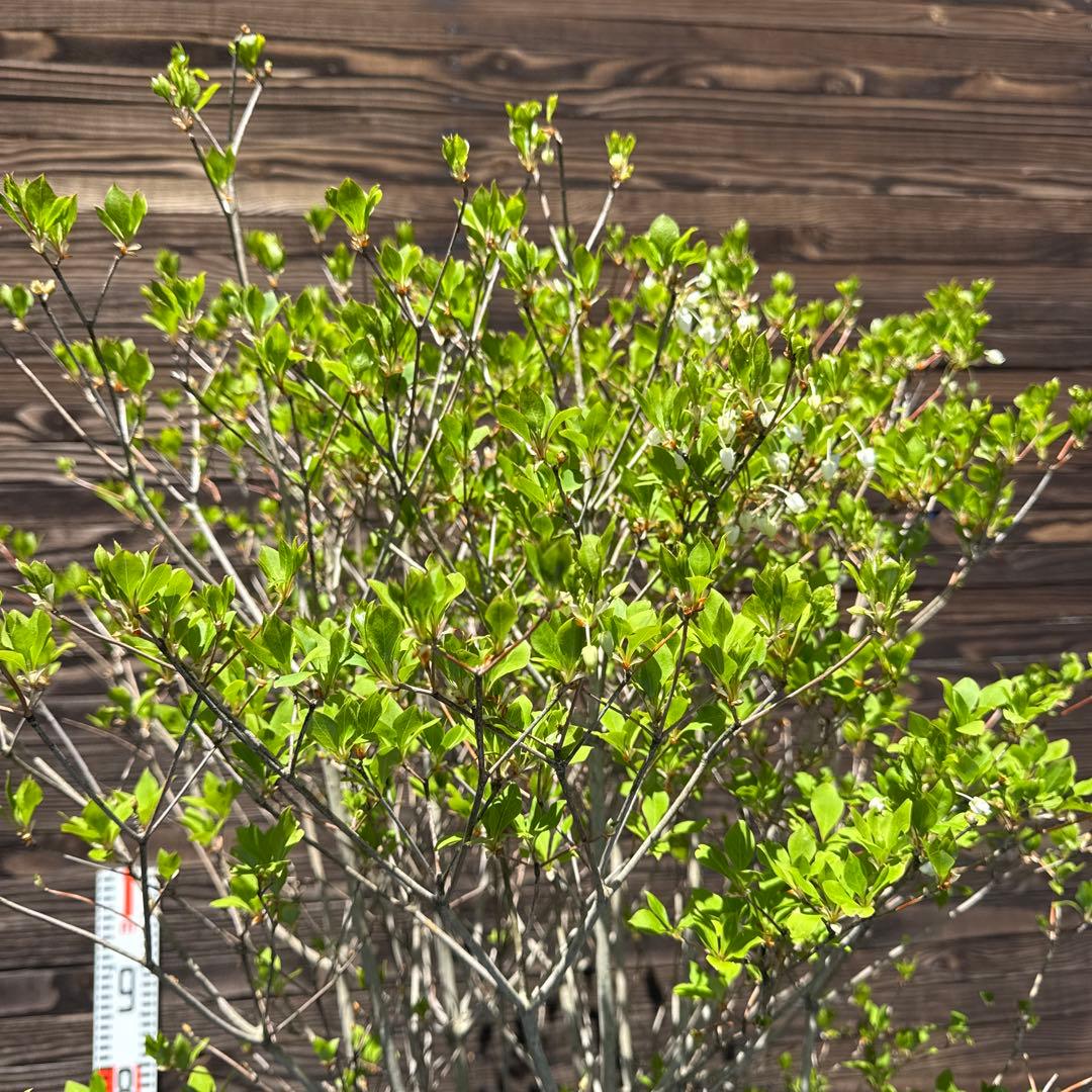 ドウダンツツジ/大株【現品発送】管理70226 - メルカリ