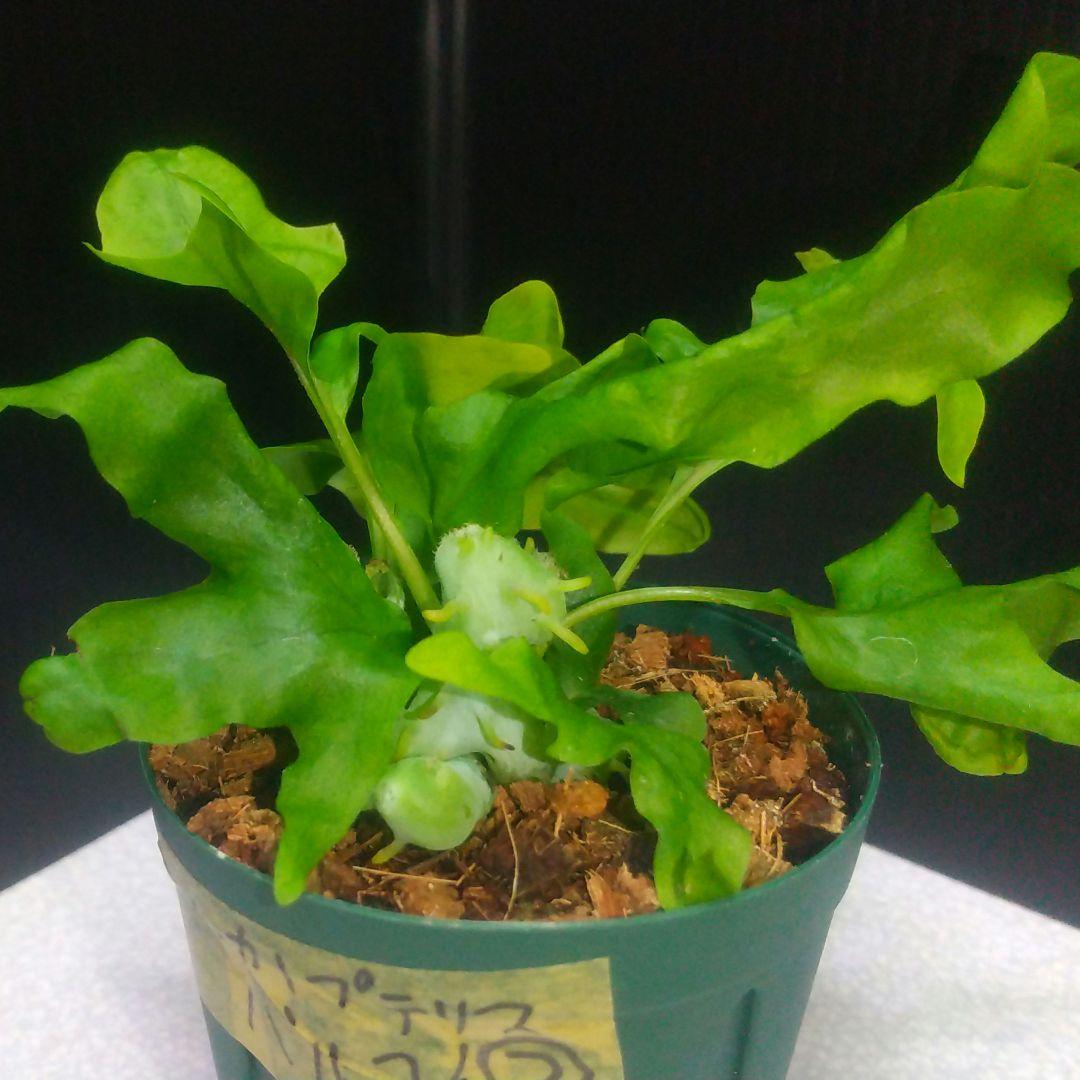 ② レカノプテリス バルゴイ ノース スラウェシ - メルカリ