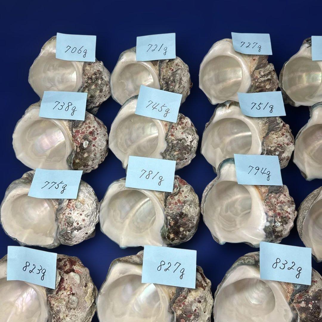 夜光貝　ヤコウ貝　まとめ売り　24個　19kg アクセサリー　ルアー