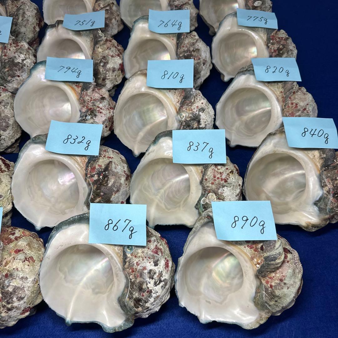 夜光貝　ヤコウ貝　まとめ売り　24個　19kg アクセサリー　ルアー