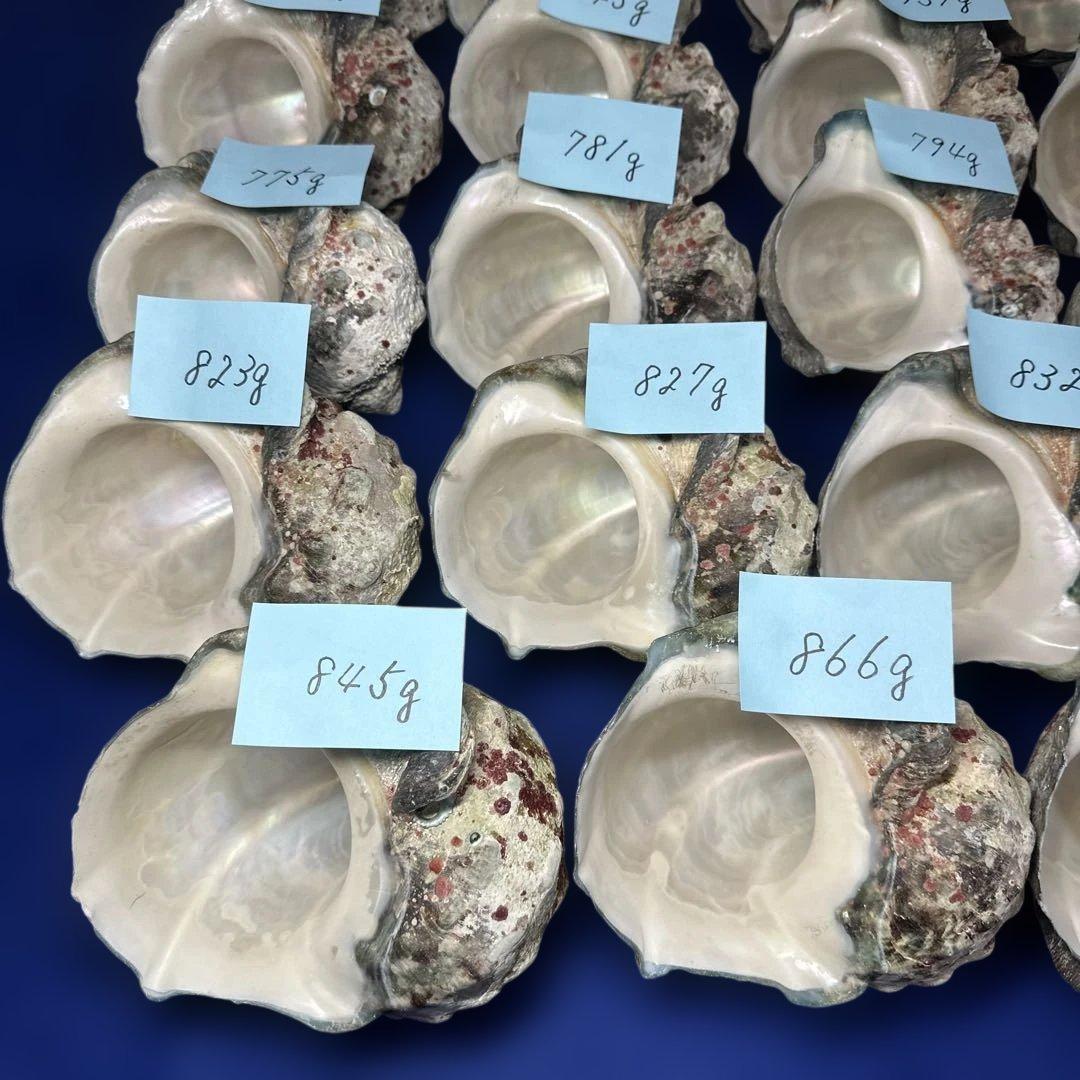 夜光貝　ヤコウ貝　まとめ売り　24個　19kg アクセサリー　ルアー