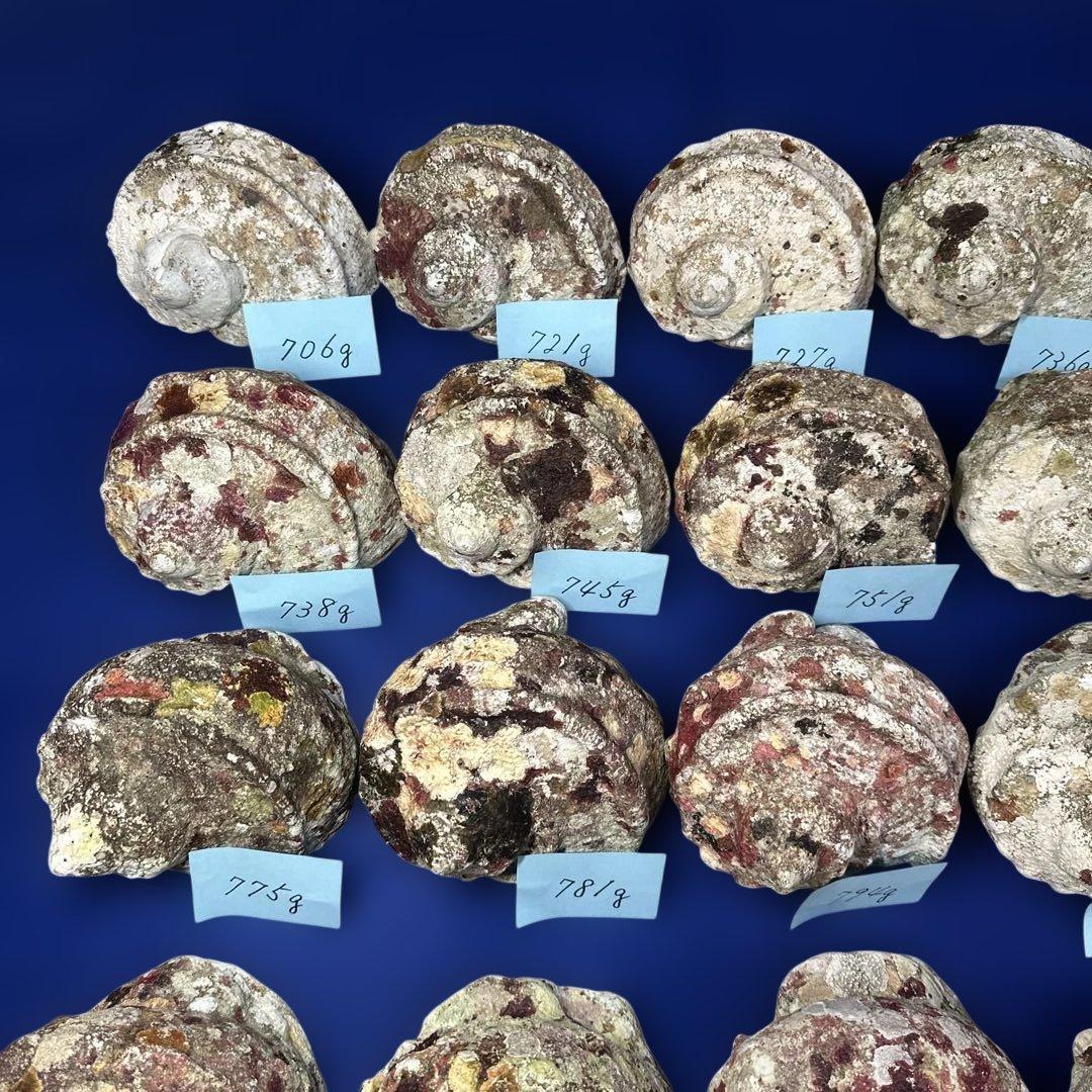 夜光貝　ヤコウ貝　まとめ売り　24個　19kg アクセサリー　ルアー