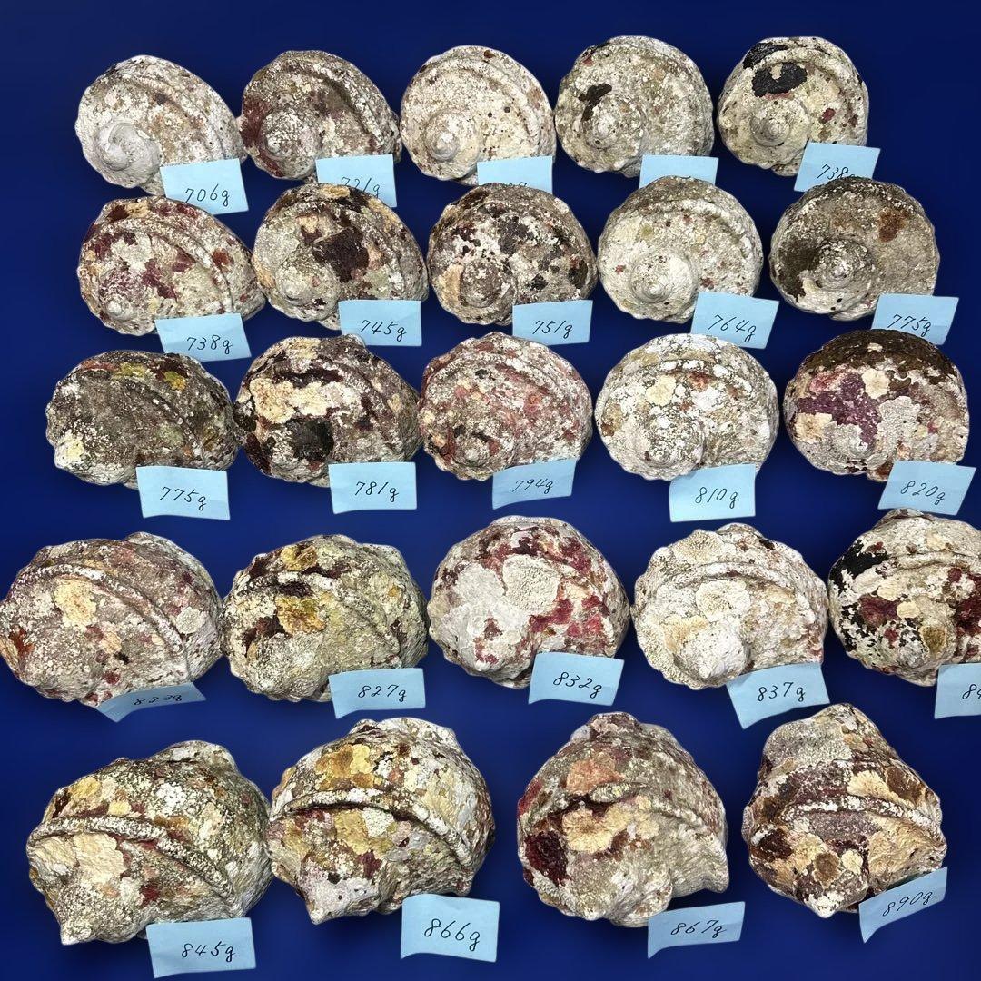 夜光貝　ヤコウ貝　まとめ売り　24個　19kg アクセサリー　ルアー