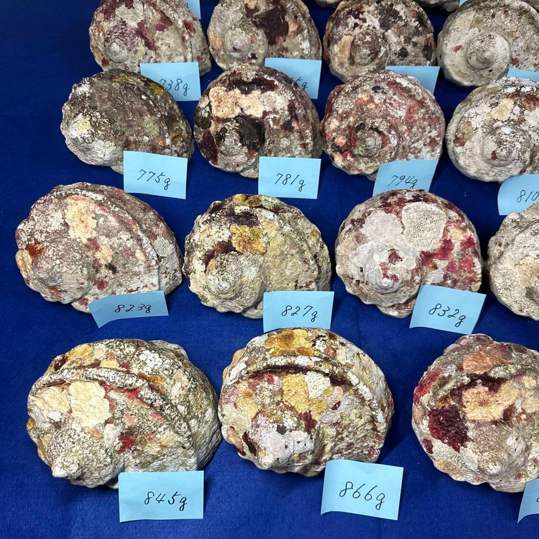 夜光貝　ヤコウ貝　まとめ売り　24個　19kg アクセサリー　ルアー