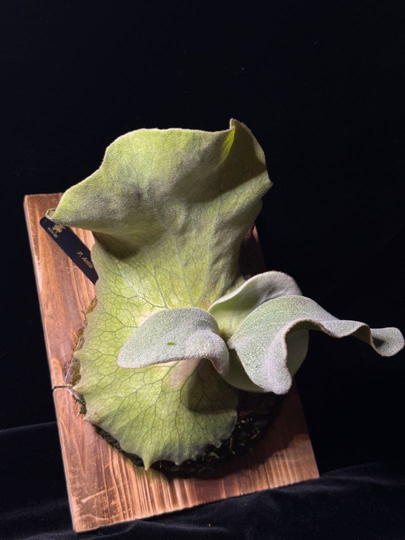 P.antis pup 株分け子株　美株　激白