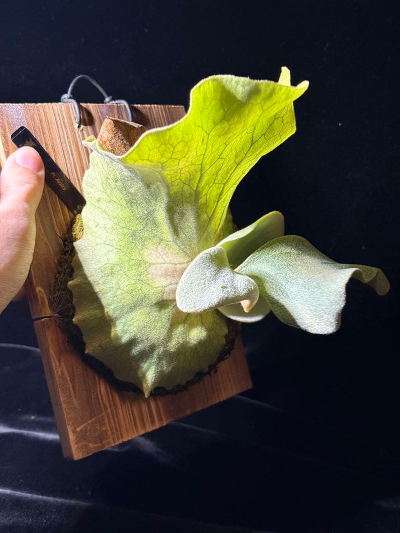 P.antis pup 株分け子株　美株　激白