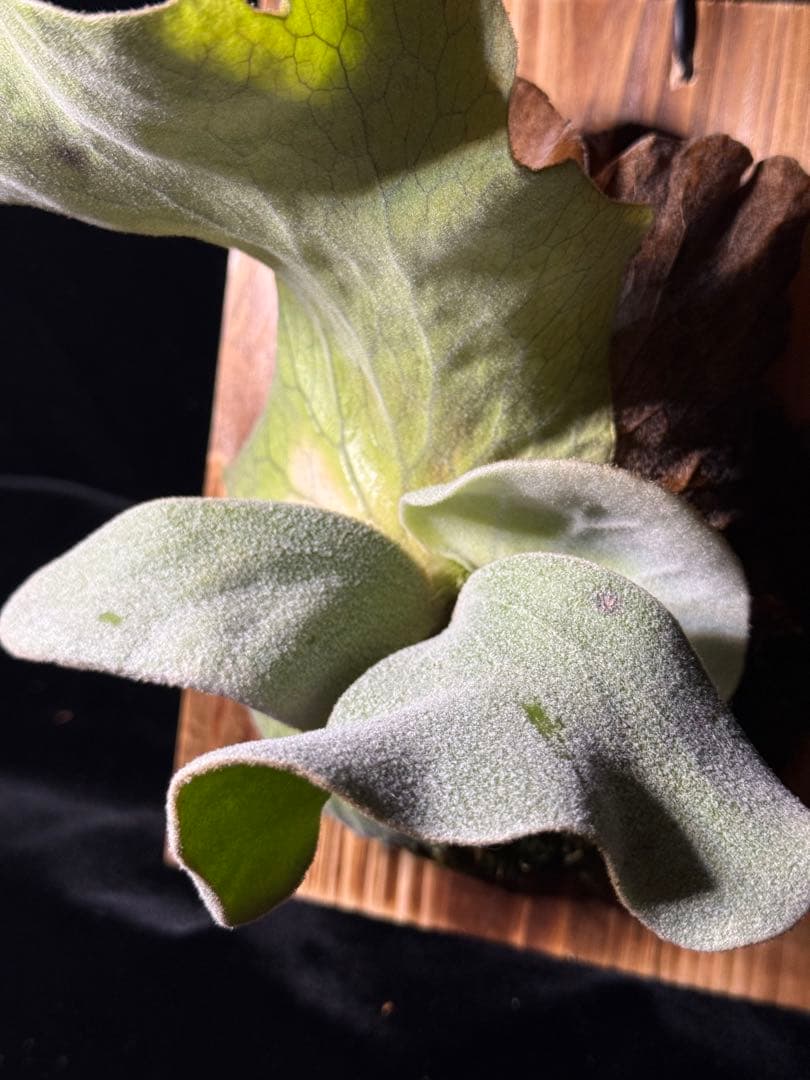 P.antis pup 株分け子株　美株　激白