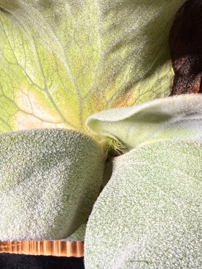 P.antis pup 株分け子株　美株　激白