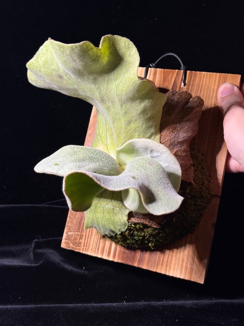 P.antis pup 株分け子株　美株　激白