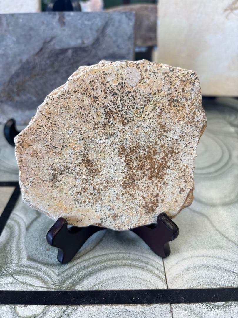 台付　コオロギ　化石　鉱石　希少　インテリア