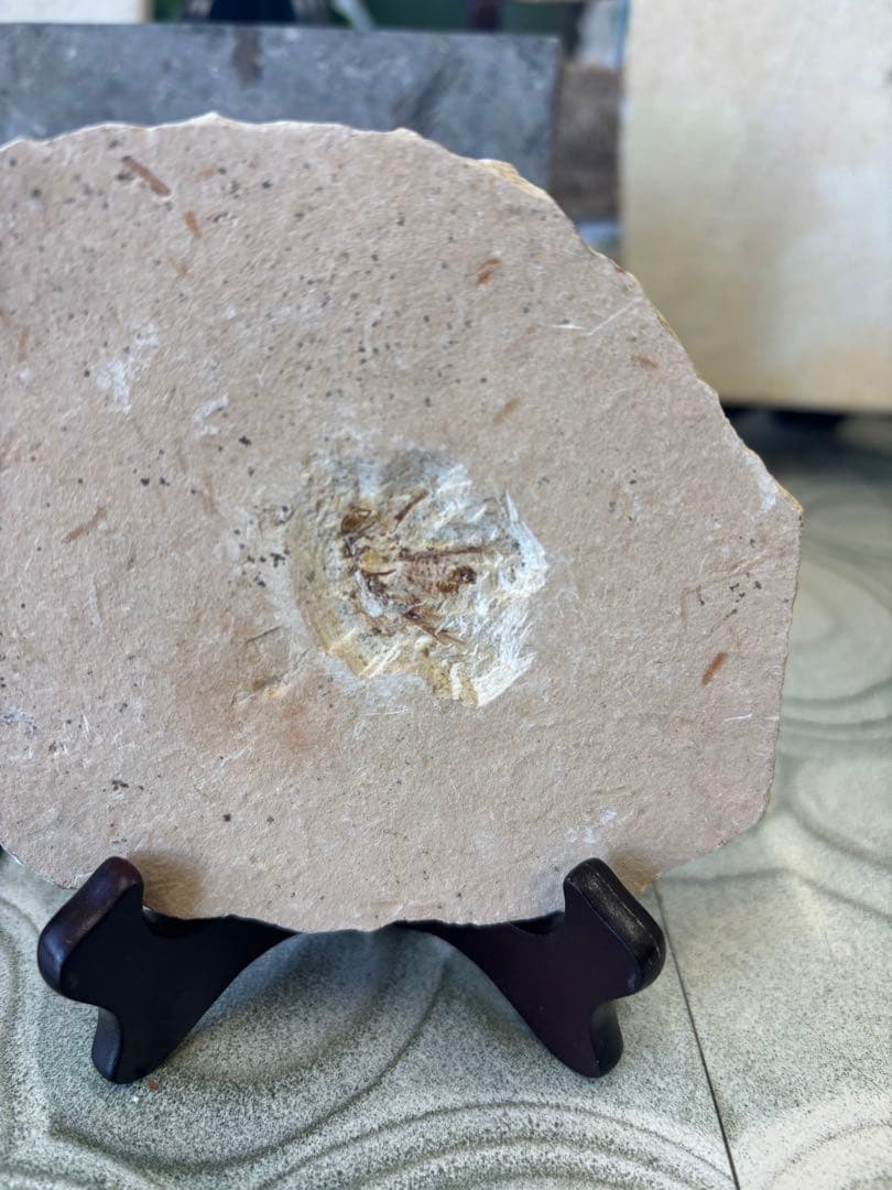 台付　コオロギ　化石　鉱石　希少　インテリア