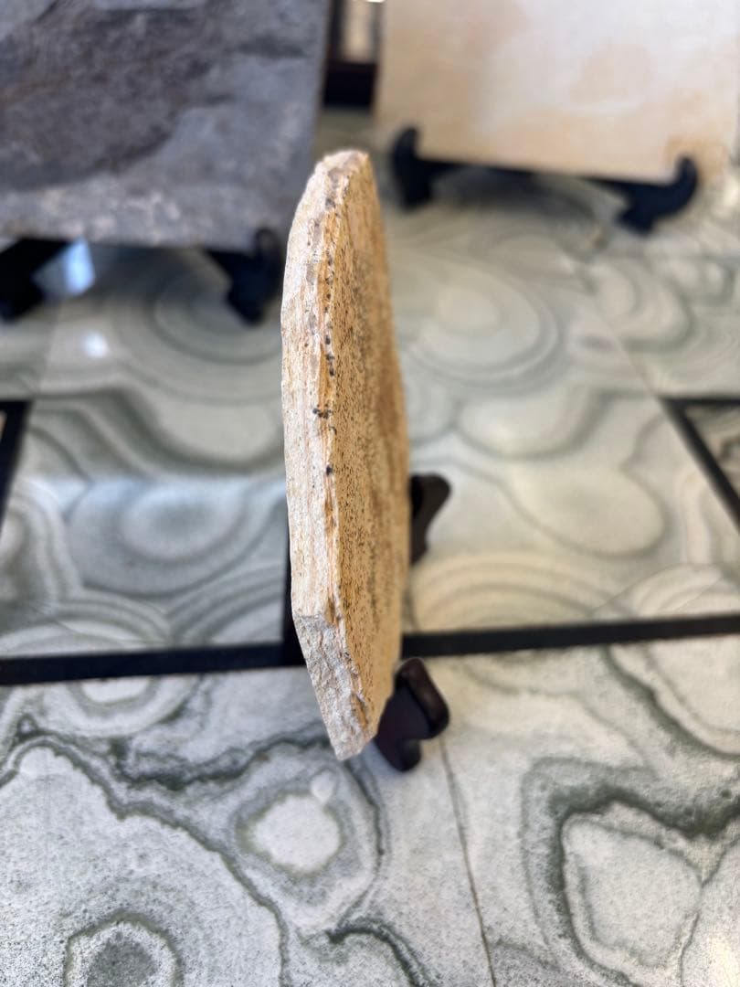 台付　コオロギ　化石　鉱石　希少　インテリア