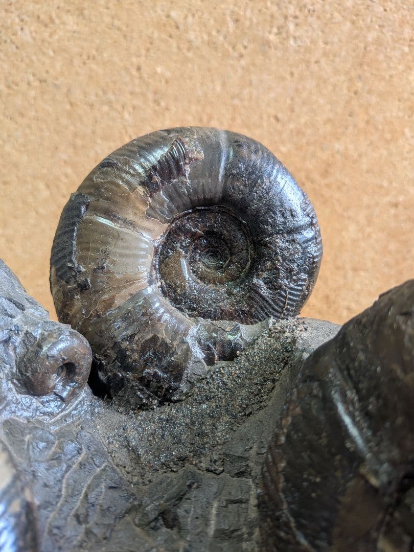 アンモナイト化石 5.0 から7.0cmの3個付着(294)