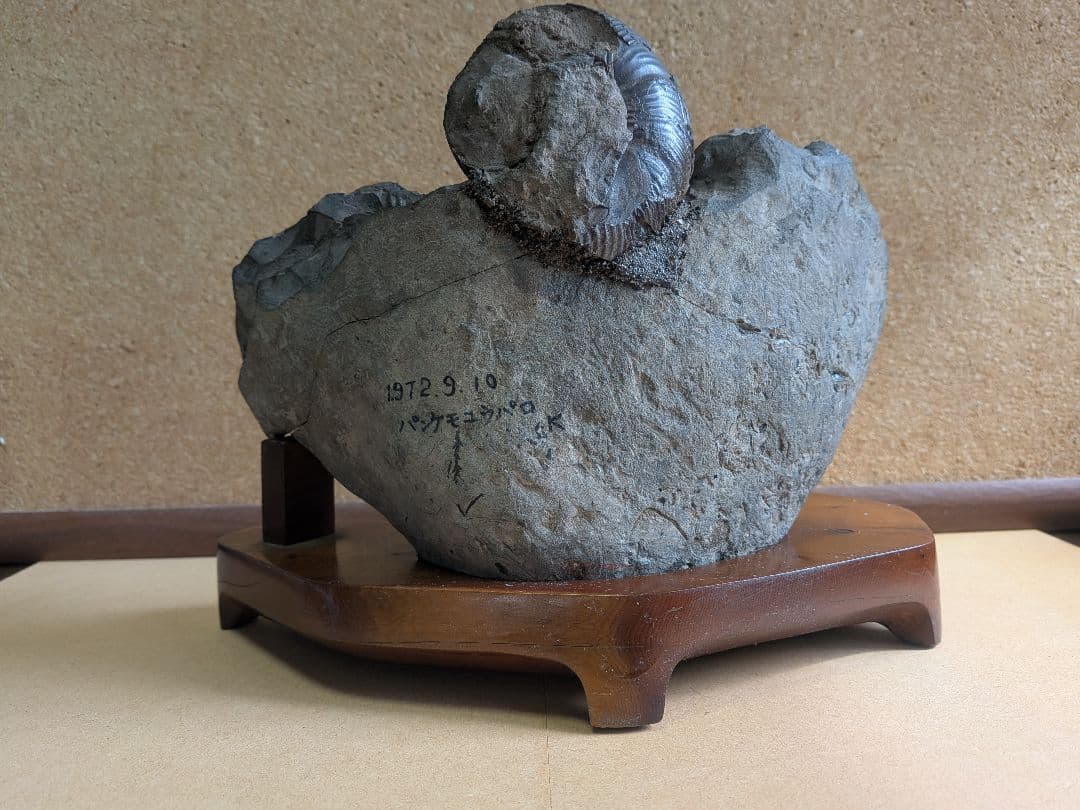 アンモナイト化石 5.0 から7.0cmの3個付着(294)