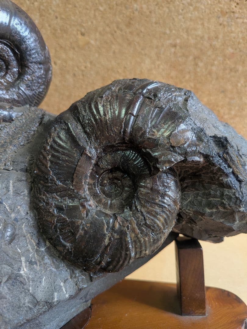 アンモナイト化石 5.0 から7.0cmの3個付着(294)