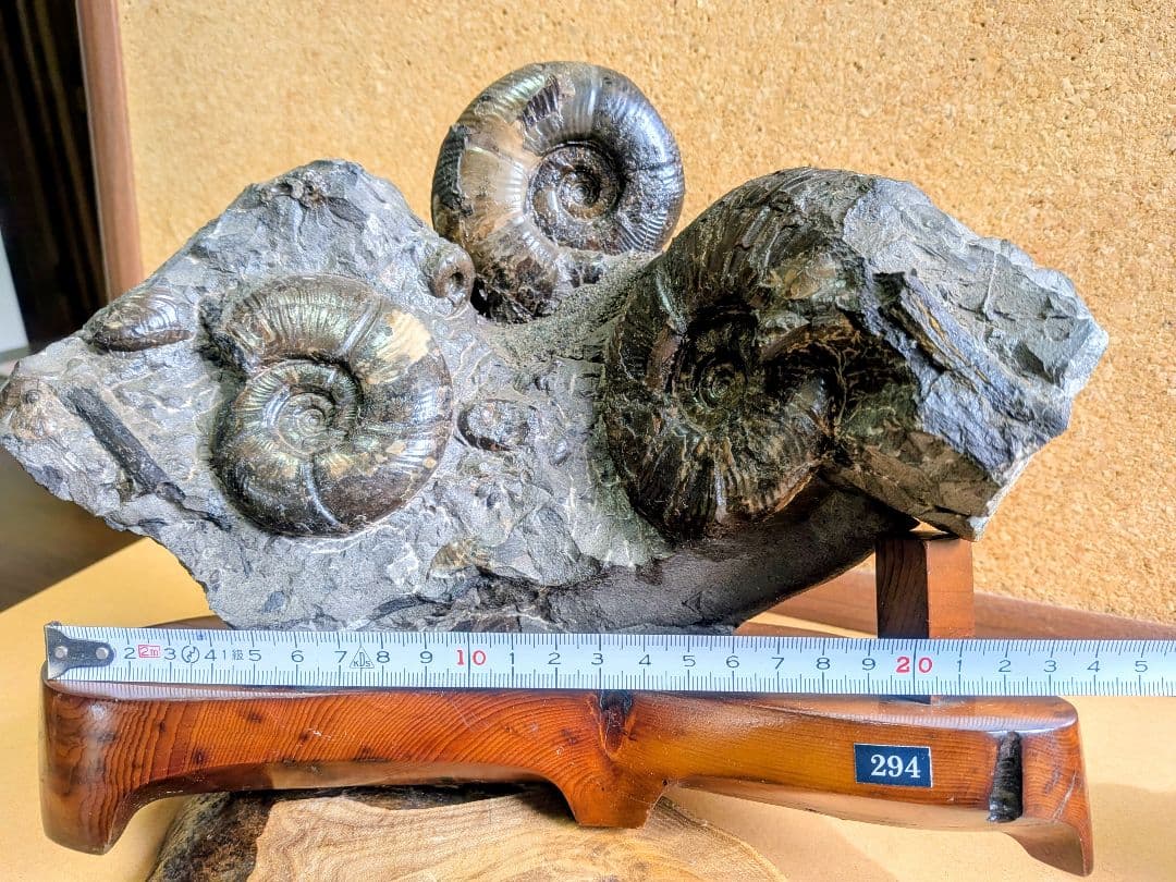 アンモナイト化石 5.0 から7.0cmの3個付着(294)