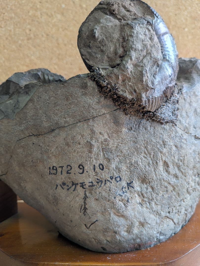 アンモナイト化石 5.0 から7.0cmの3個付着(294)