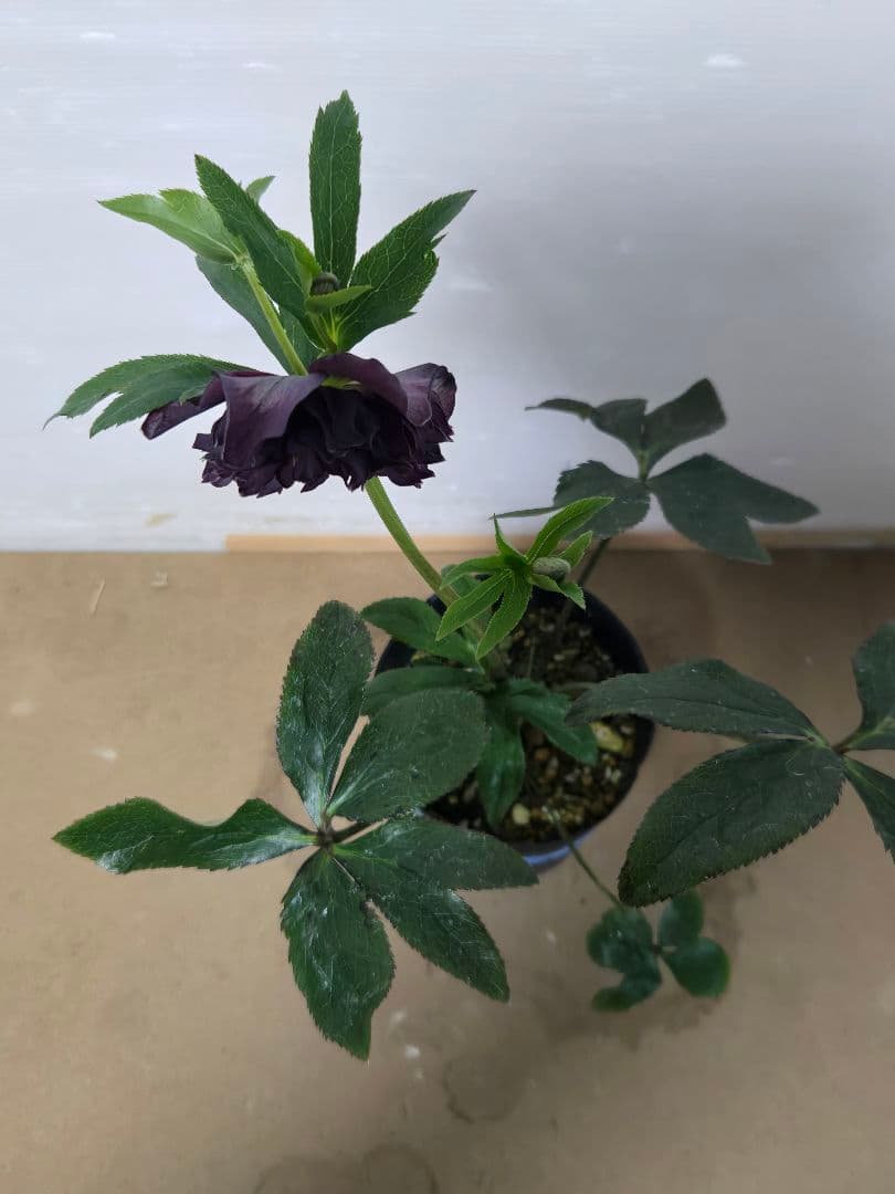 ☆クリスマスローズ☆多弁 変わり咲き☆5号鉢☆ - メルカリ