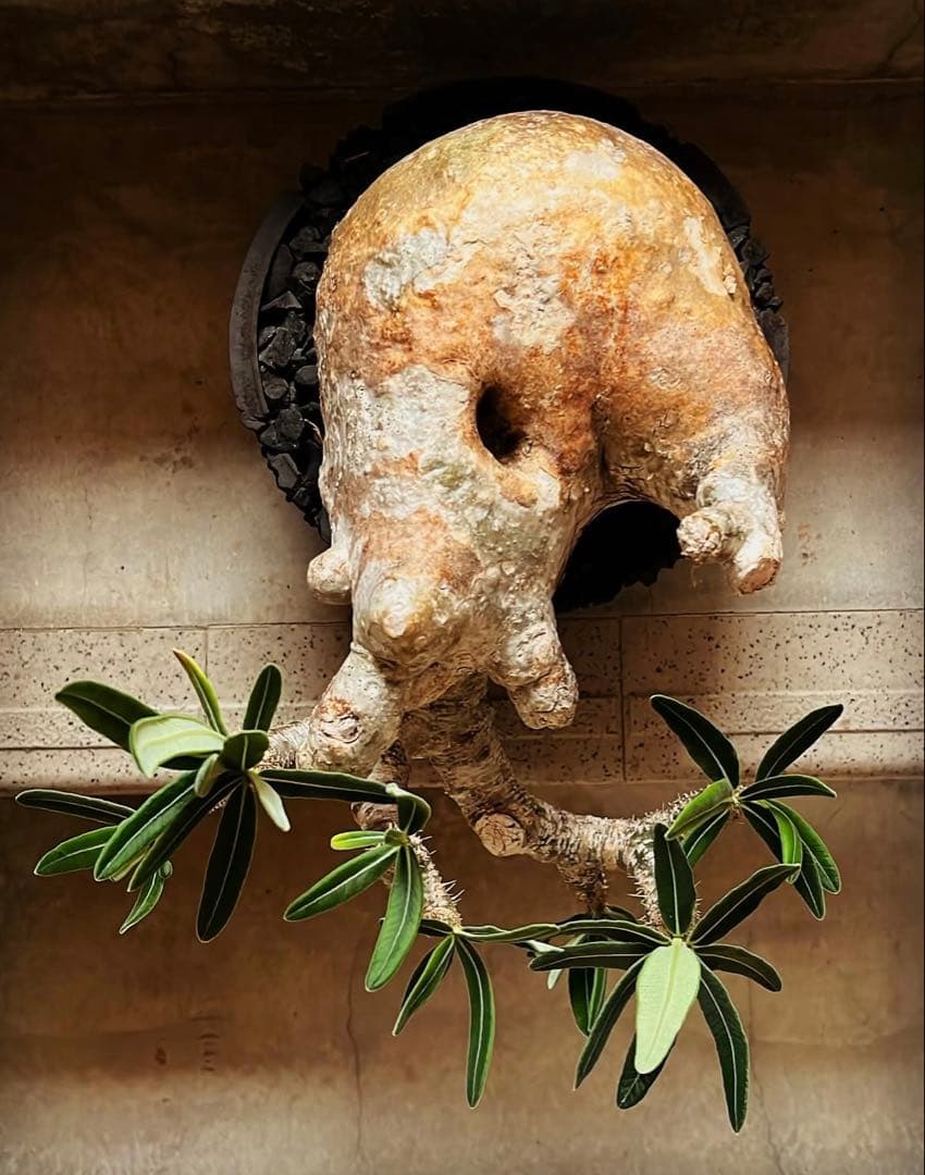 パキポディウム グラキリス 盆栽風