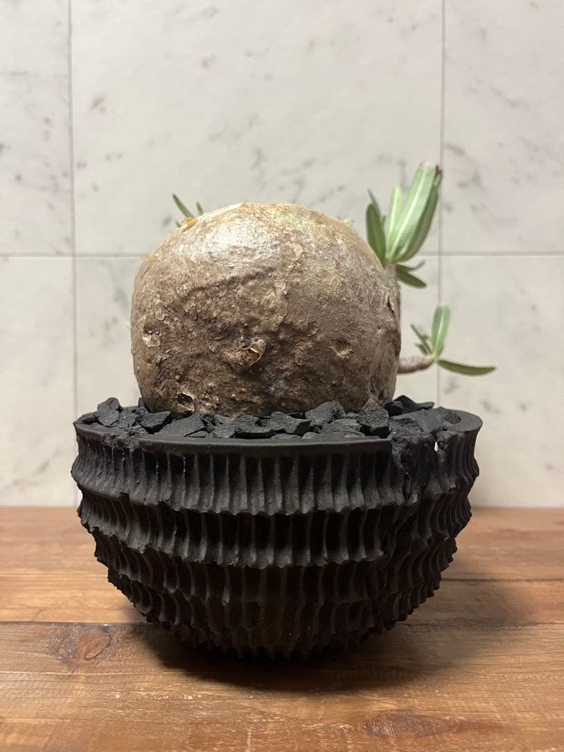 パキポディウム グラキリス 盆栽風