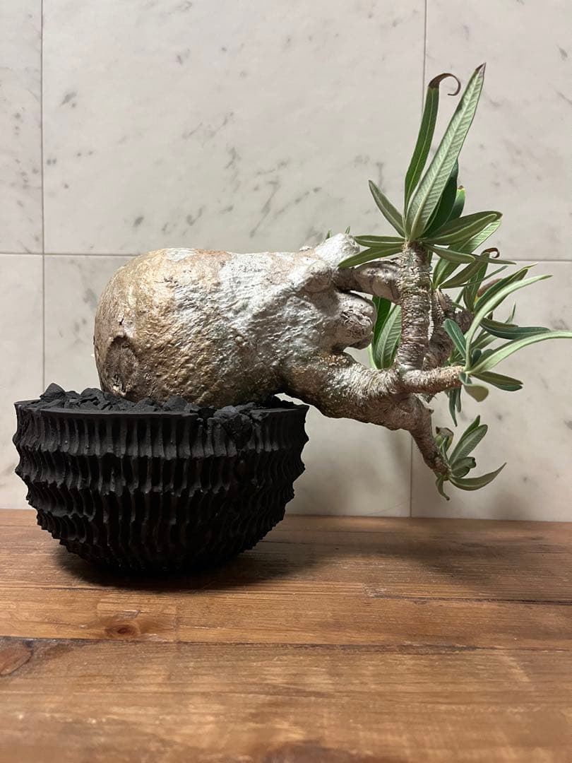 パキポディウム グラキリス 盆栽風