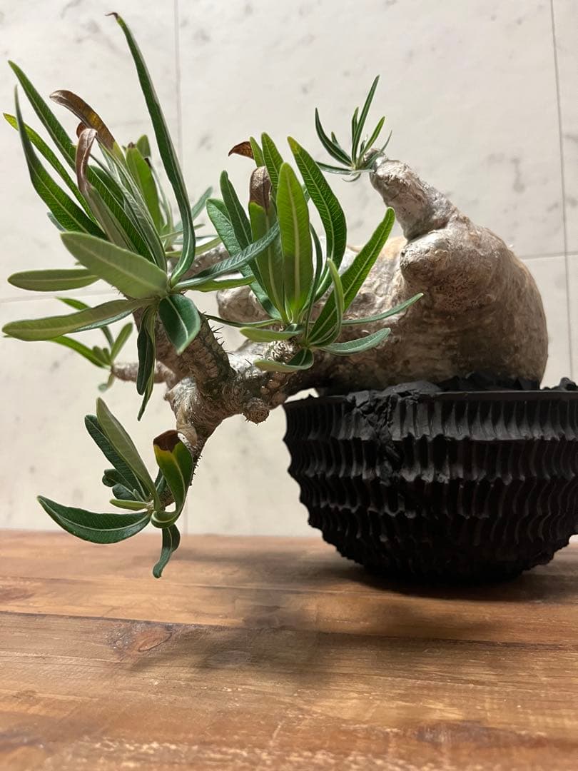 パキポディウム グラキリス 盆栽風