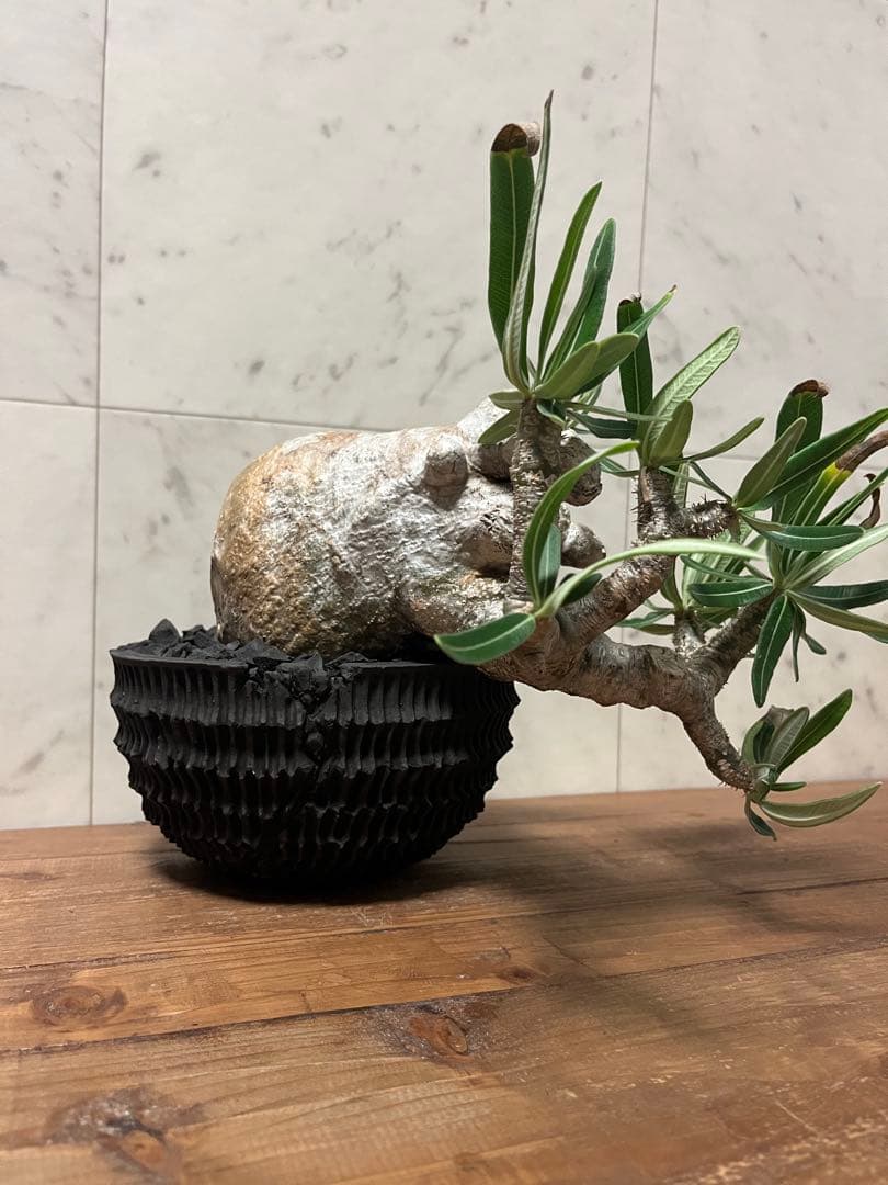 パキポディウム グラキリス 盆栽風