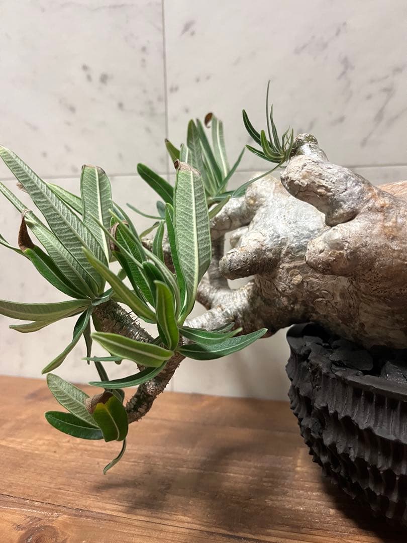 パキポディウム グラキリス 盆栽風