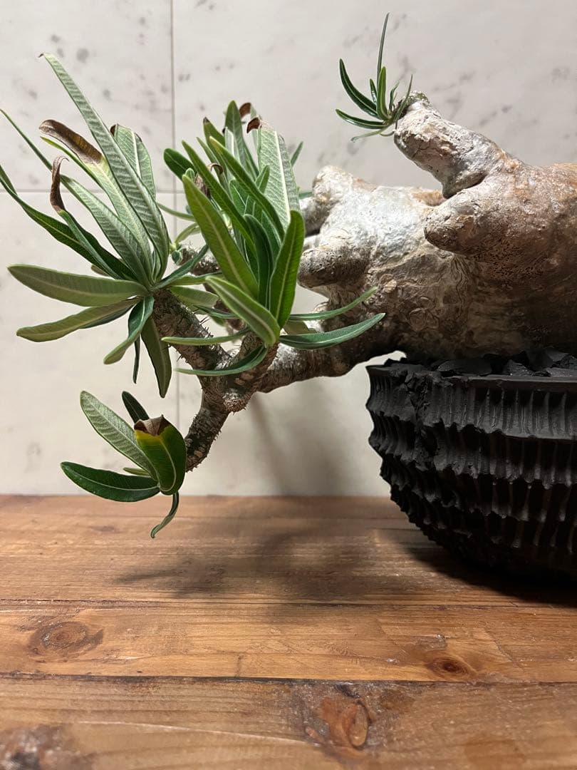 パキポディウム グラキリス 盆栽風