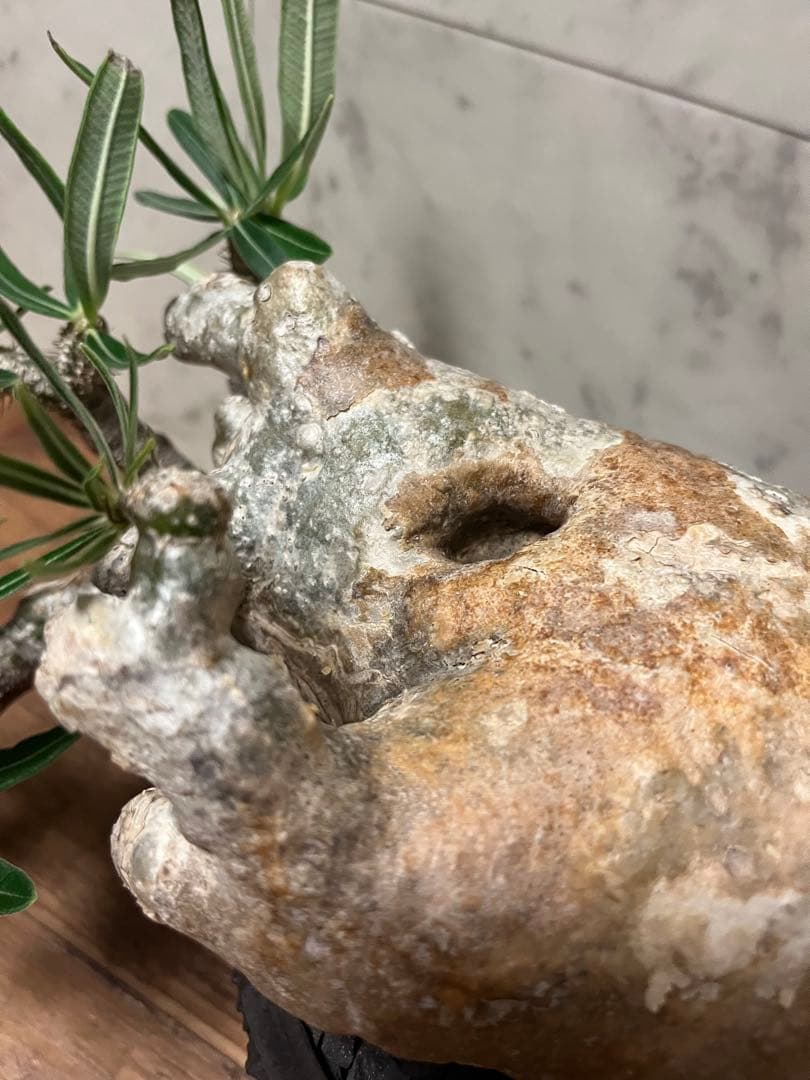 パキポディウム グラキリス 盆栽風