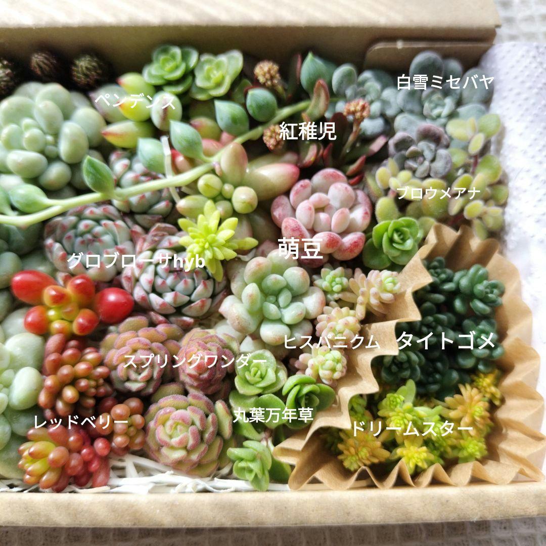 多肉植物 カット苗詰め合わせ 多肉弁当 寄せ植え - メルカリ