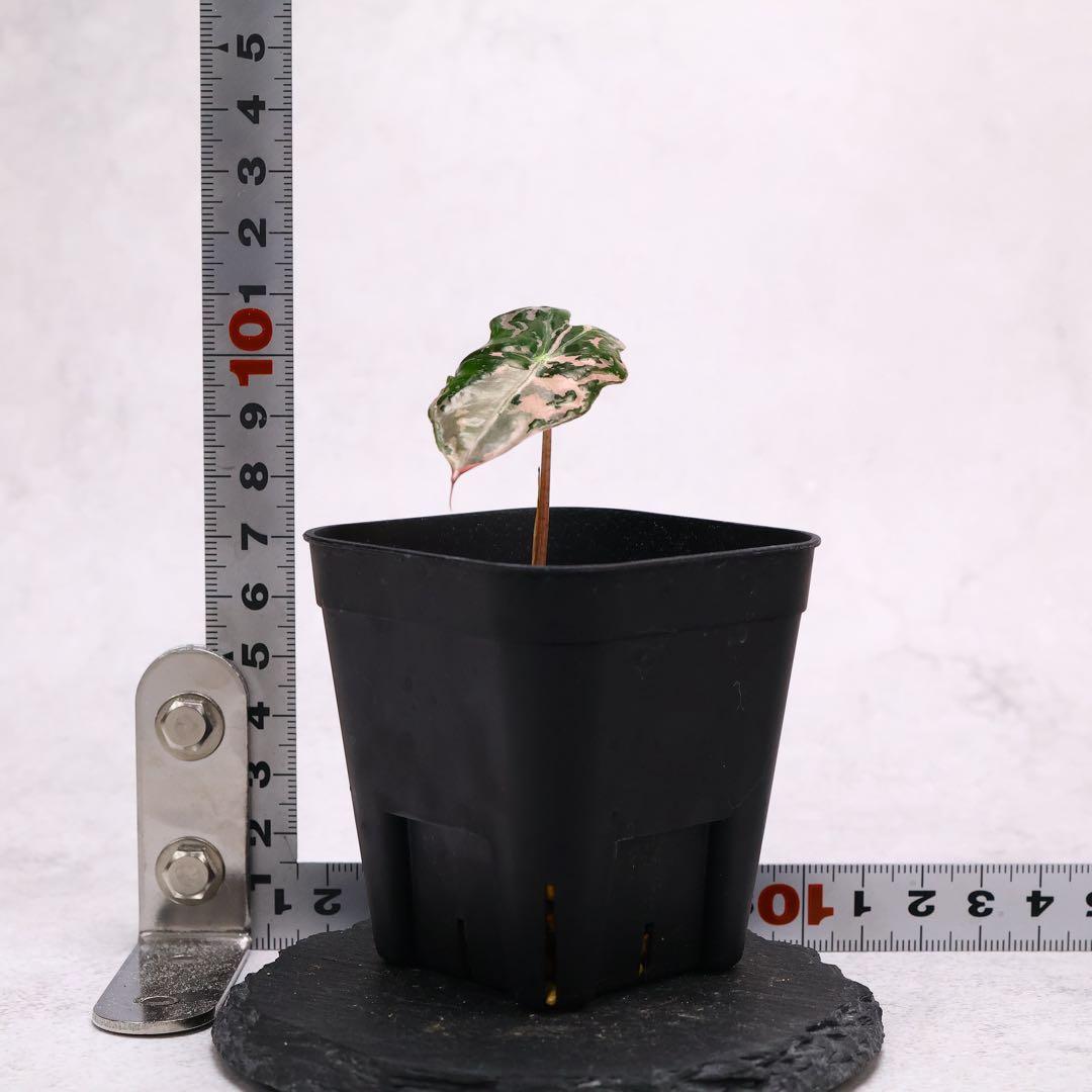 アロカシア ノビリス ピンク 斑入り