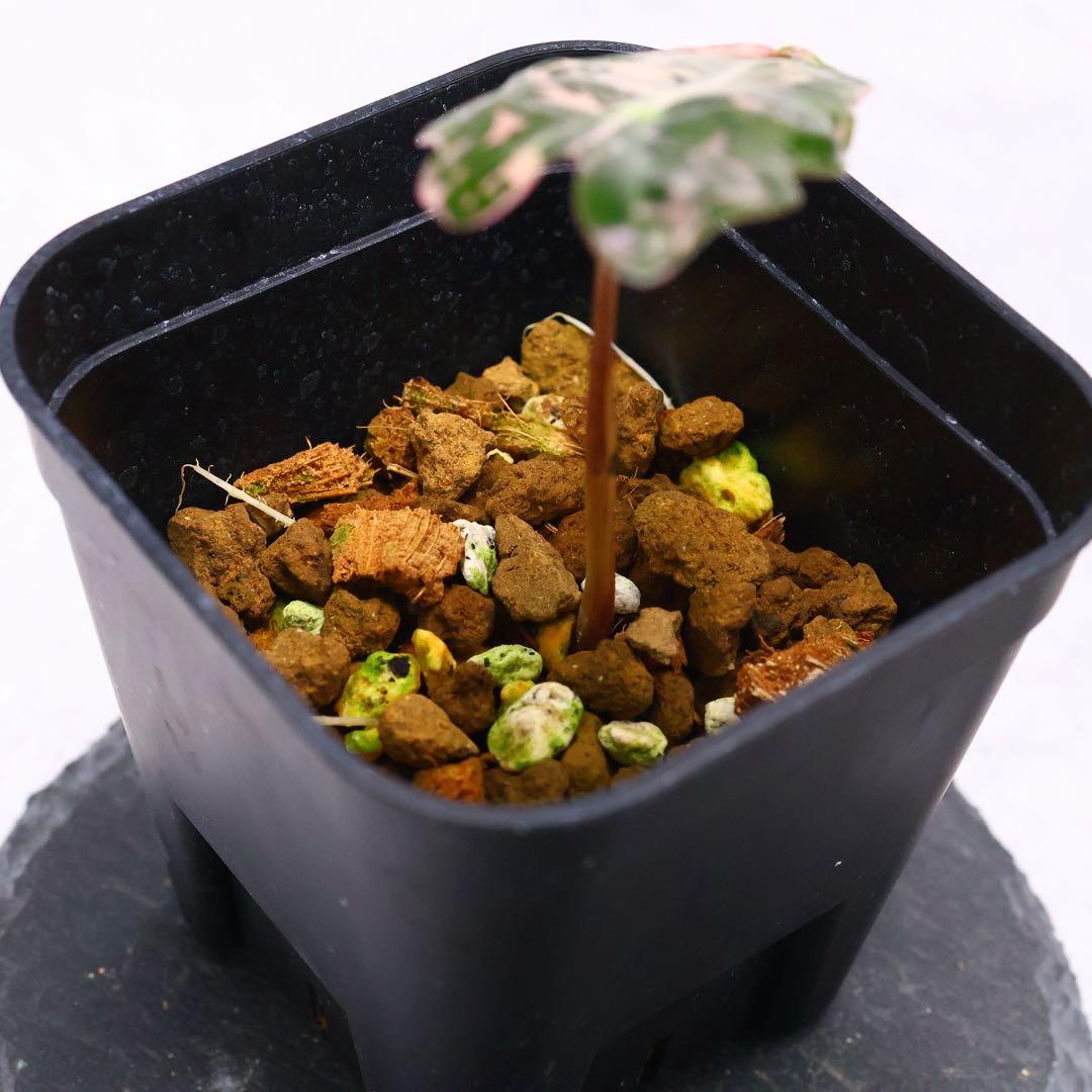 アロカシア ノビリス ピンク 斑入り