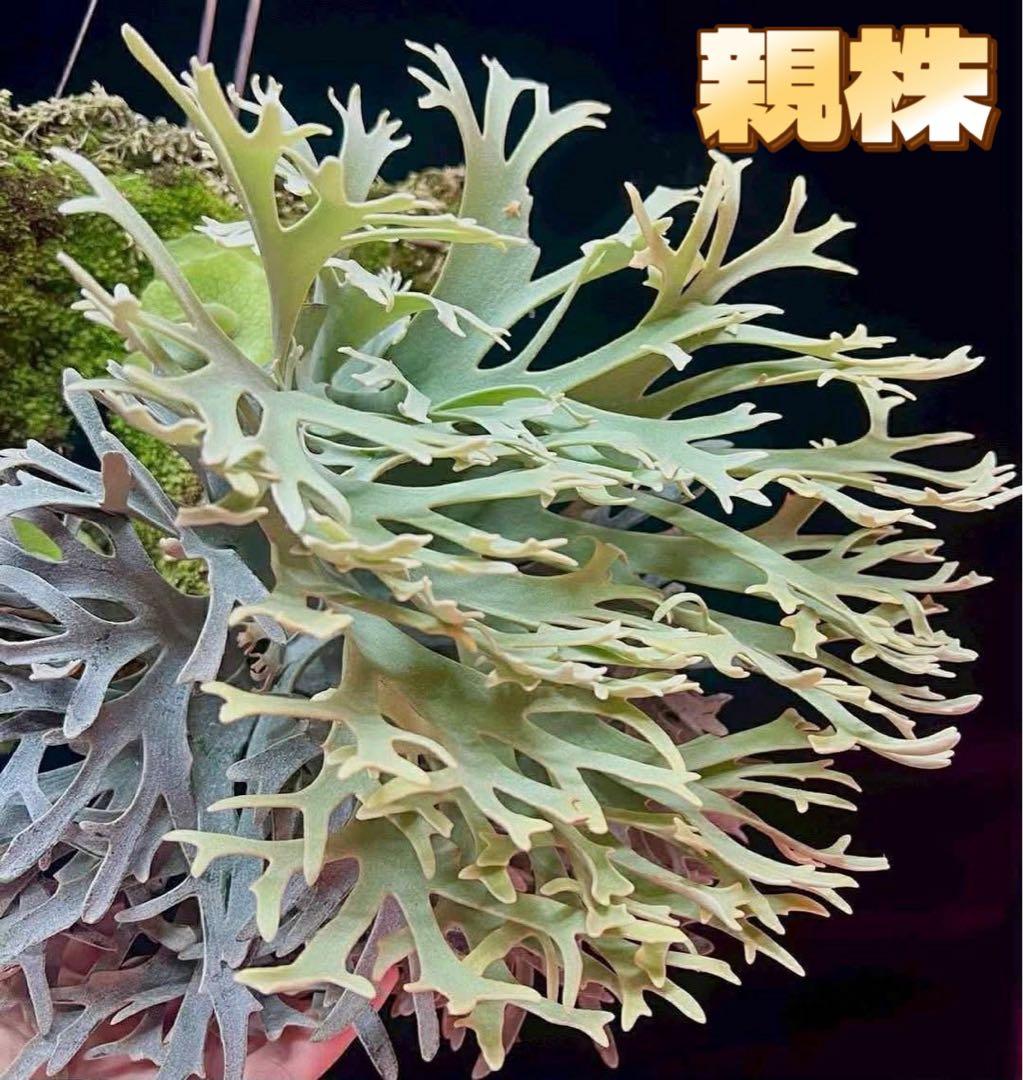 k*o様 ビカクシダ　P.willinckii Antler Crown spo