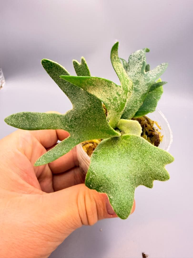 k*o様 ビカクシダ　P.willinckii Antler Crown spo