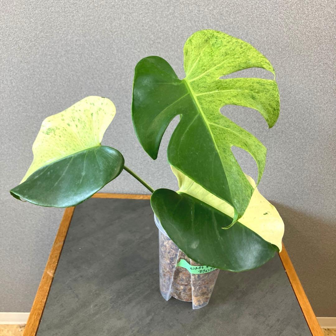 超超絶希少‼️モンステラ　デリシオーサ　スフィンクス✨