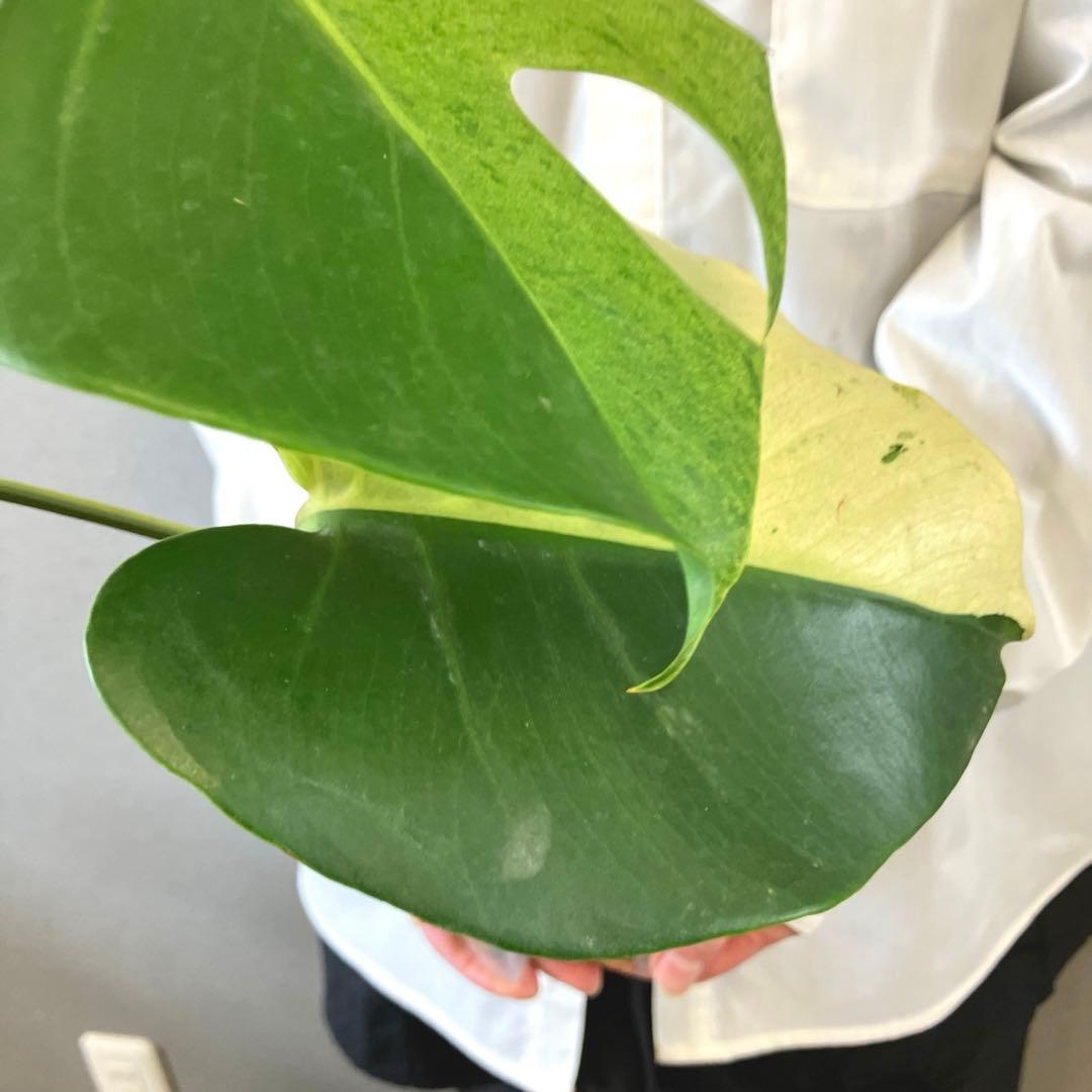 超超絶希少‼️モンステラ　デリシオーサ　スフィンクス✨