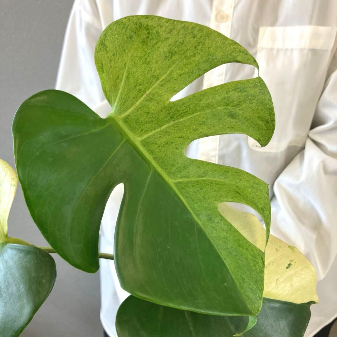 超超絶希少‼️モンステラ　デリシオーサ　スフィンクス✨