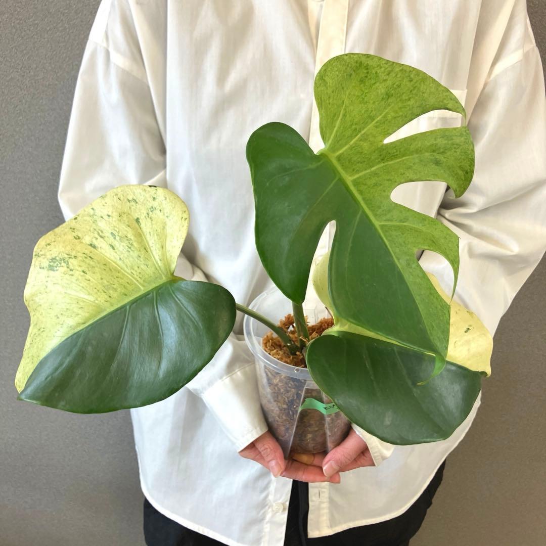 超超絶希少‼️モンステラ　デリシオーサ　スフィンクス✨