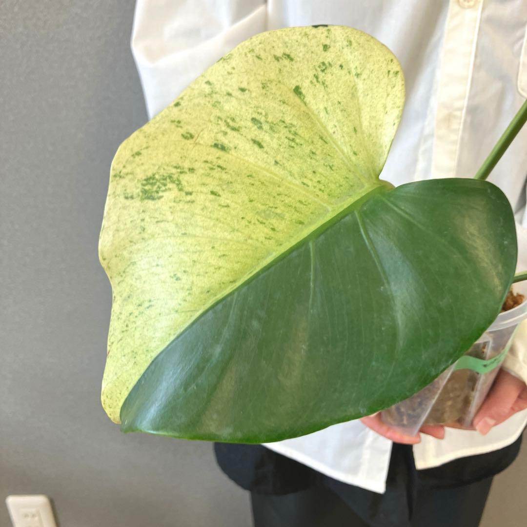 超超絶希少‼️モンステラ　デリシオーサ　スフィンクス✨