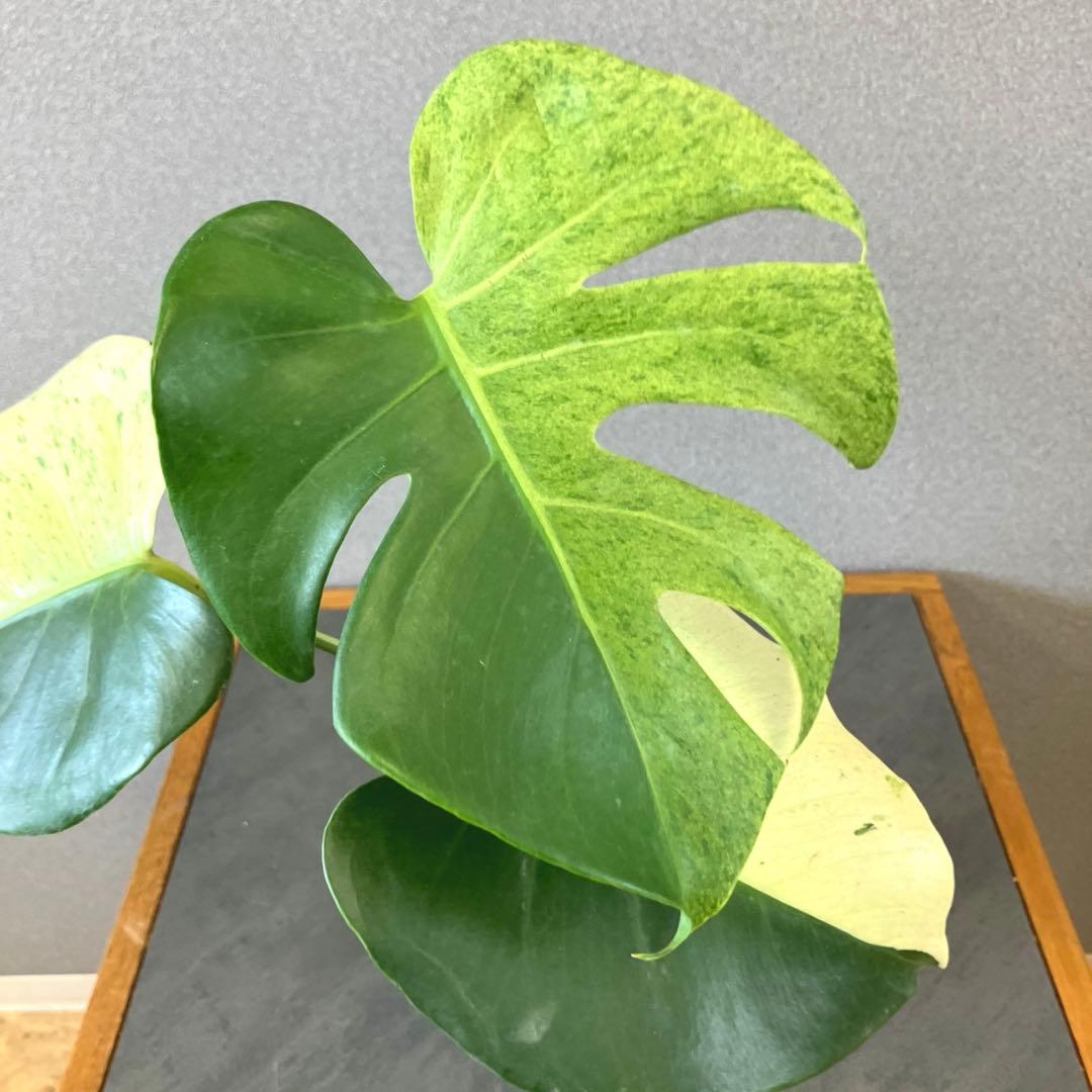 超超絶希少‼️モンステラ　デリシオーサ　スフィンクス✨