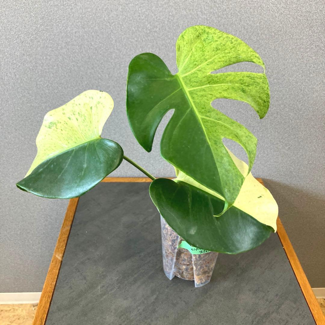 超超絶希少‼️モンステラ　デリシオーサ　スフィンクス✨