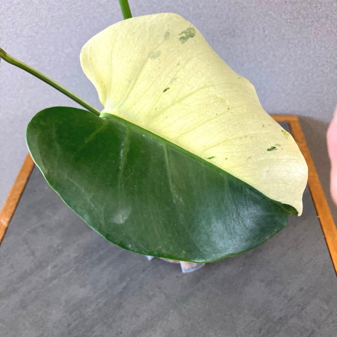 超超絶希少‼️モンステラ　デリシオーサ　スフィンクス✨