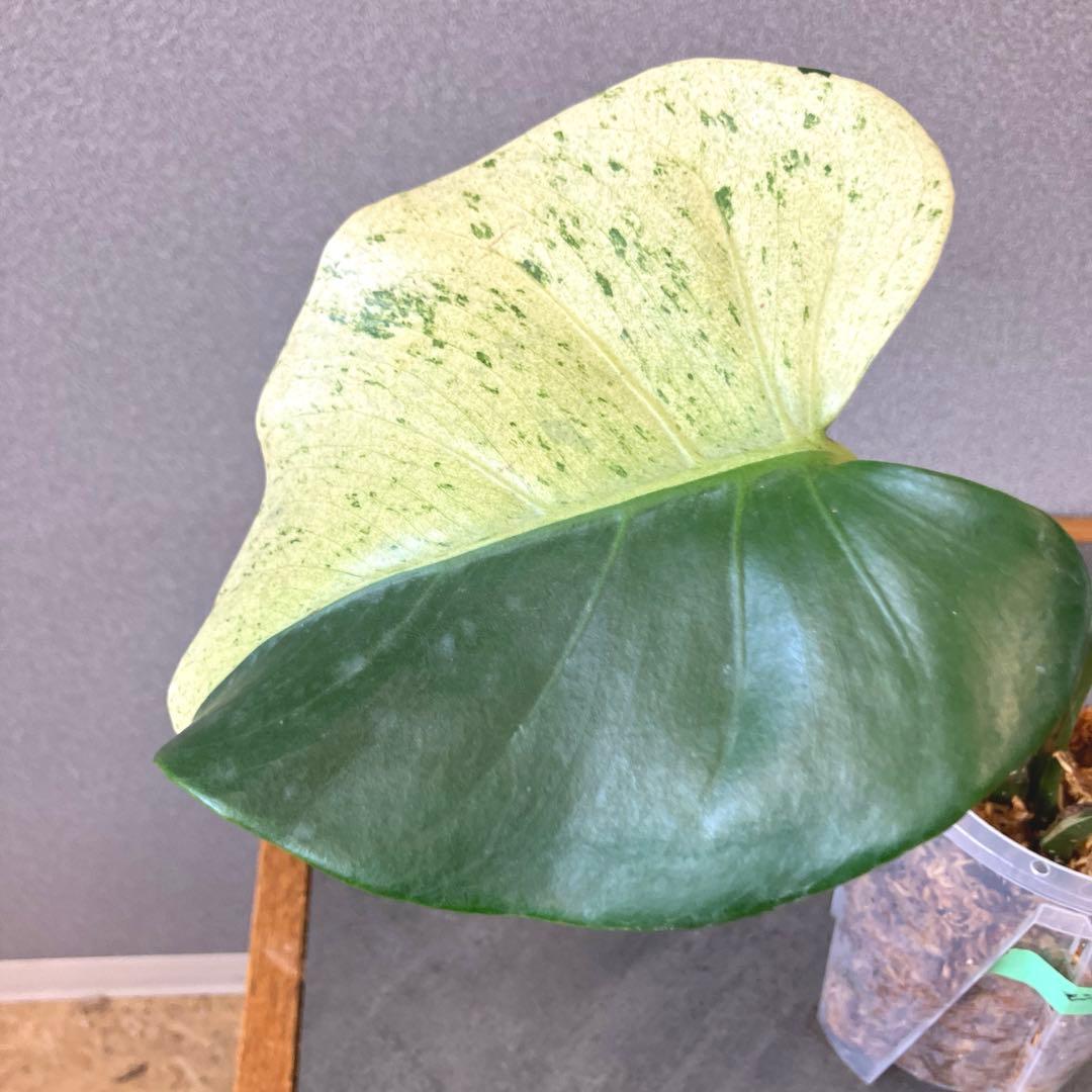 超超絶希少‼️モンステラ　デリシオーサ　スフィンクス✨
