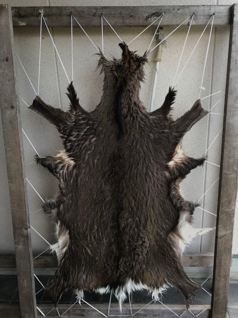 ニホンジカ ♂毛皮 23-17