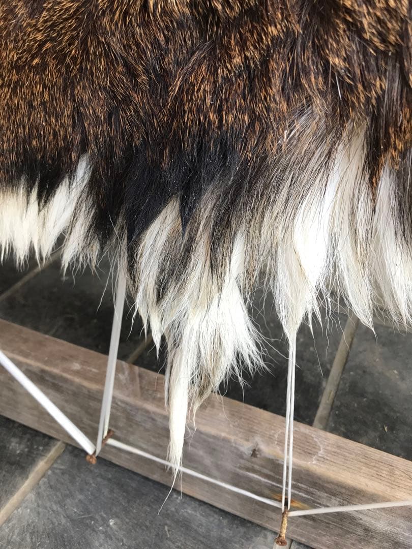 ニホンジカ ♂毛皮 23-17