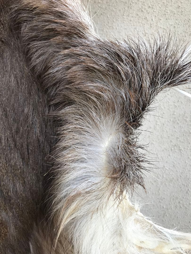 ニホンジカ ♂毛皮 23-17